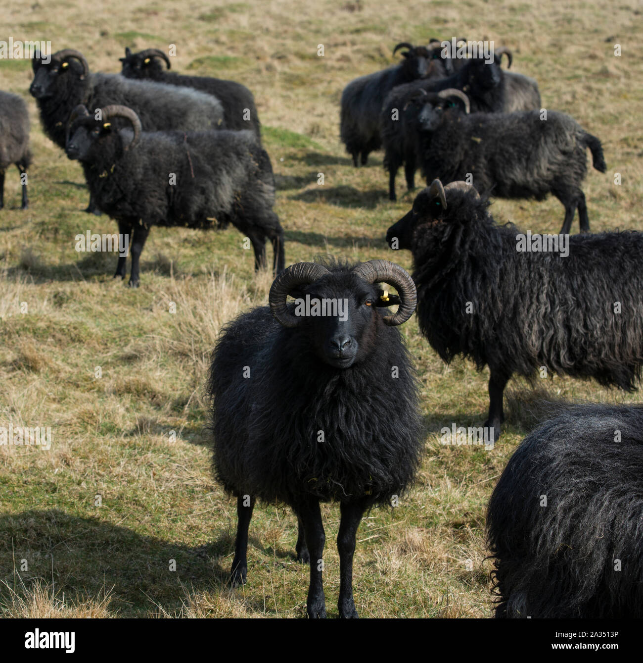 Gregge di pecore nere in un campo erboso. Foto Stock