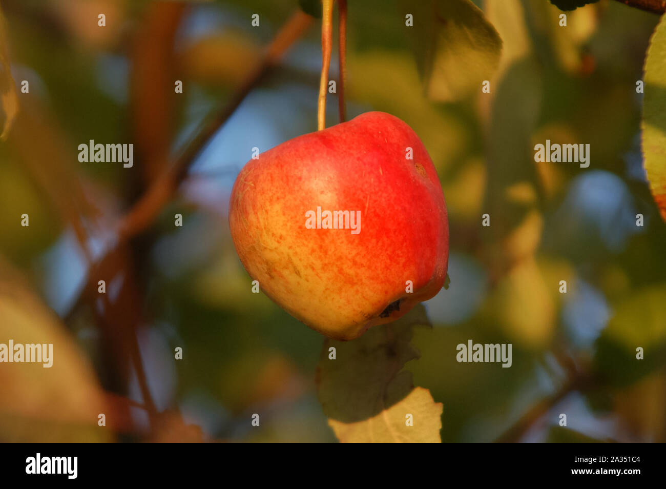Paesaggio autunnale. Il red apple nel ramo dell'albero. Naturale, blured lo sfondo con il sole di sera la luce. Foto Stock