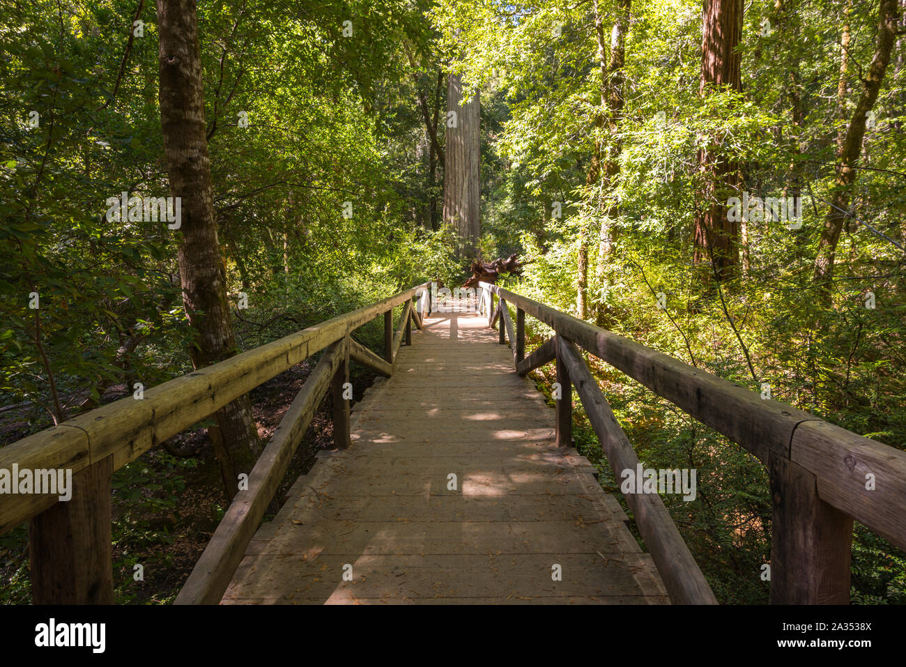 Big Basin Redwoods State Park. Santa Cruz County, California, Stati Uniti d'America. Foto Stock