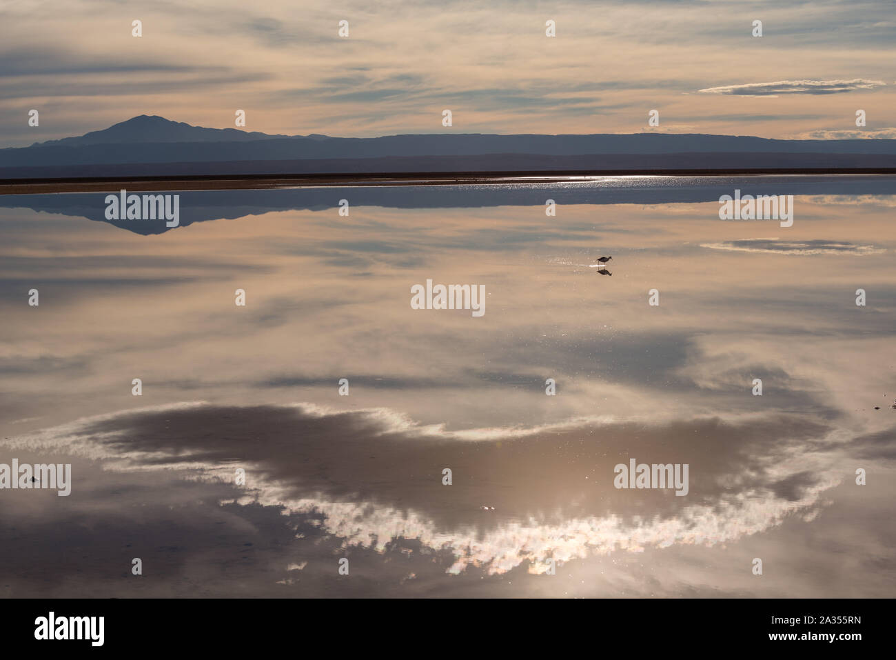 Laguna de Chaxa Chaxa Lago, Salar de Atacama deserto di Atacama, San Pedro de Atacama, Región de Antofagasta, Cile, America Latina Foto Stock