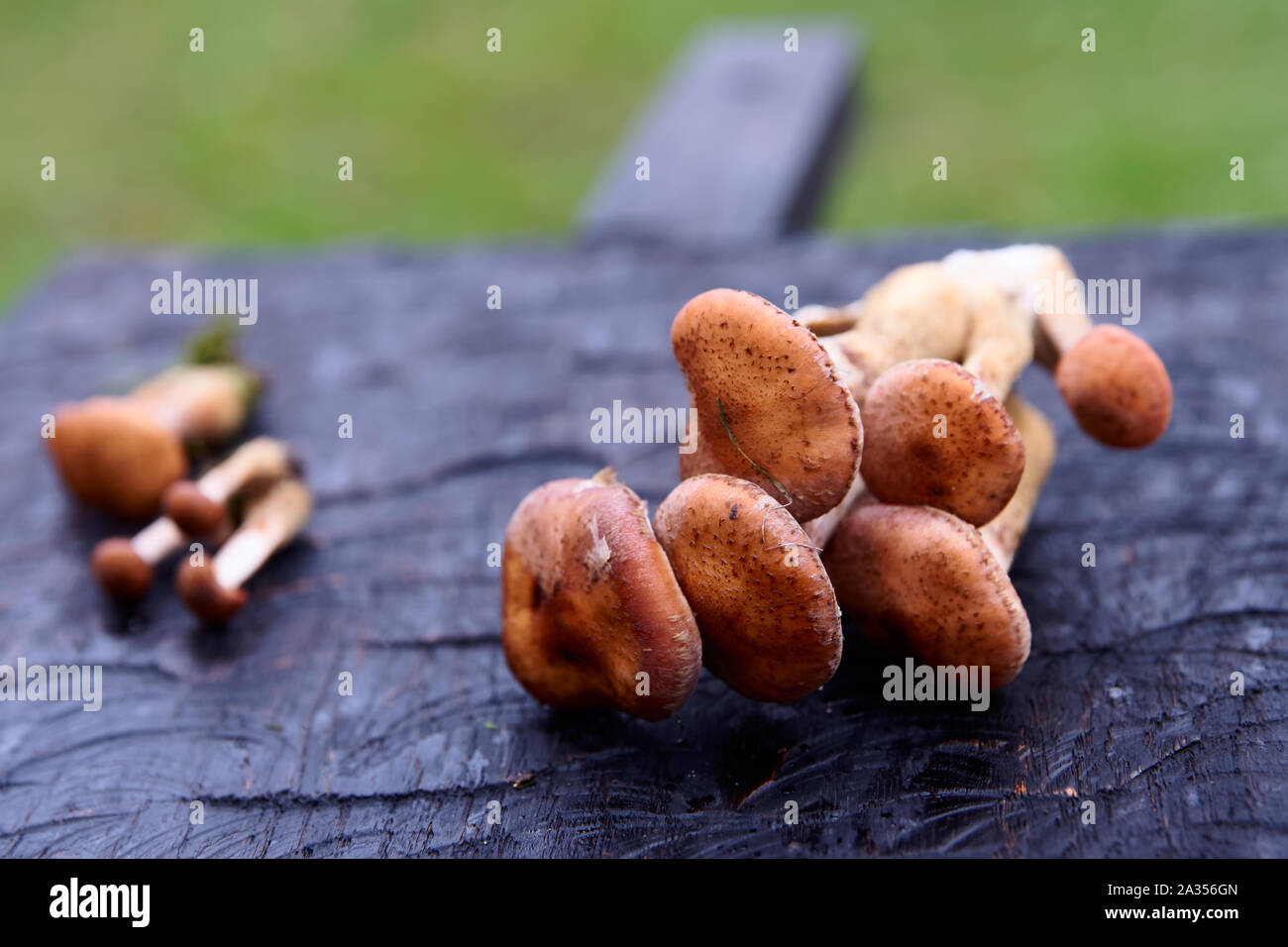 I grappoli di miele funghi nero su tavola di legno, paleo dieta Foto Stock