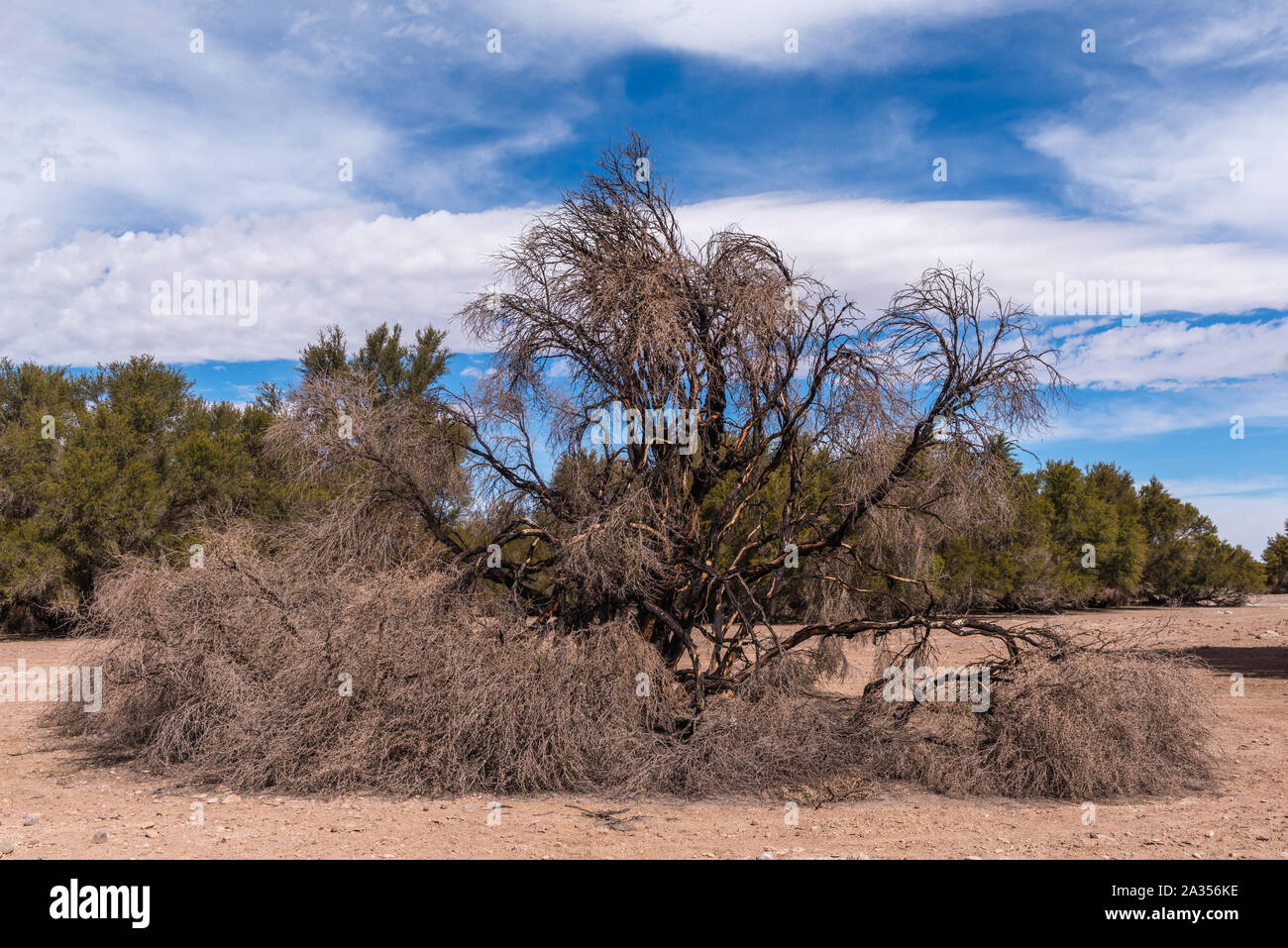 Città di Toconao, una piccola città nel deserto, Región de Antofagasta, San Pedro de Atacama deserto di Atacama, Cile, America Latina Foto Stock