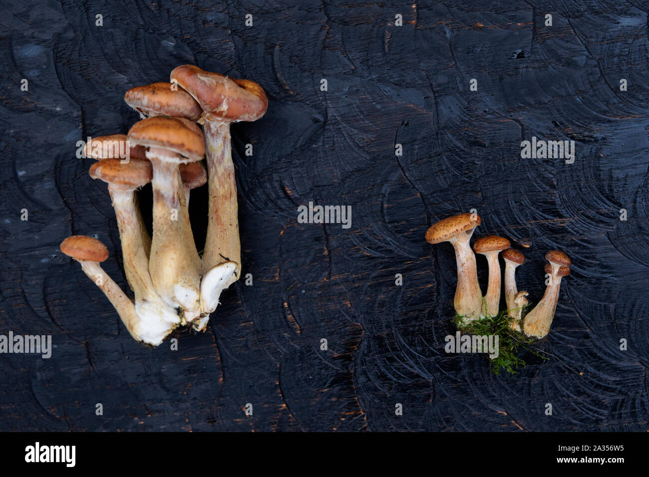 I grappoli di miele funghi su legno nero bordo girato dal di sopra Foto Stock