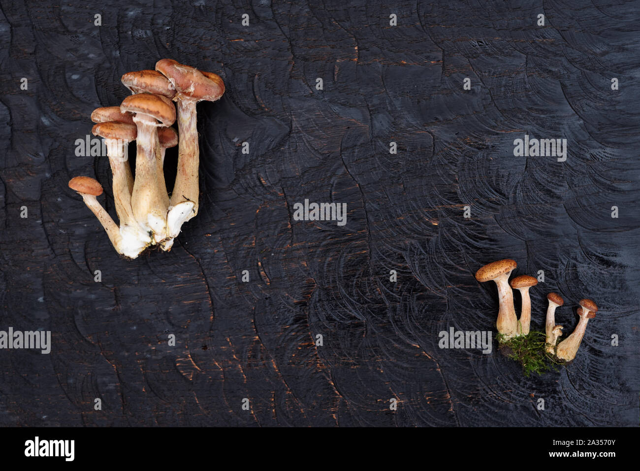 I grappoli di miele funghi su legno nero, Scheda spazio di copia Foto Stock