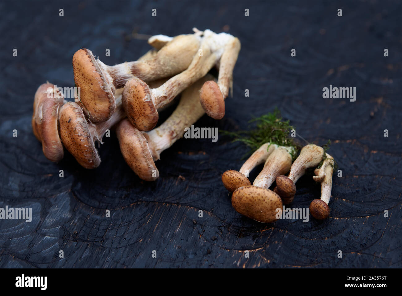 Il miele di funghi su nero tavola di legno, close-up Foto Stock
