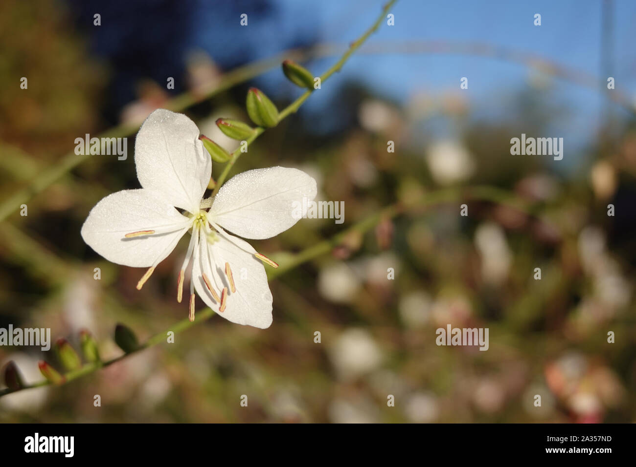 Piccolo fiore bianco del gaura lindheimeri o vorticoso farfalle al sole con la rugiada di mattina oenothera lindheimeri, Lindheimer's beeblossom close up Foto Stock