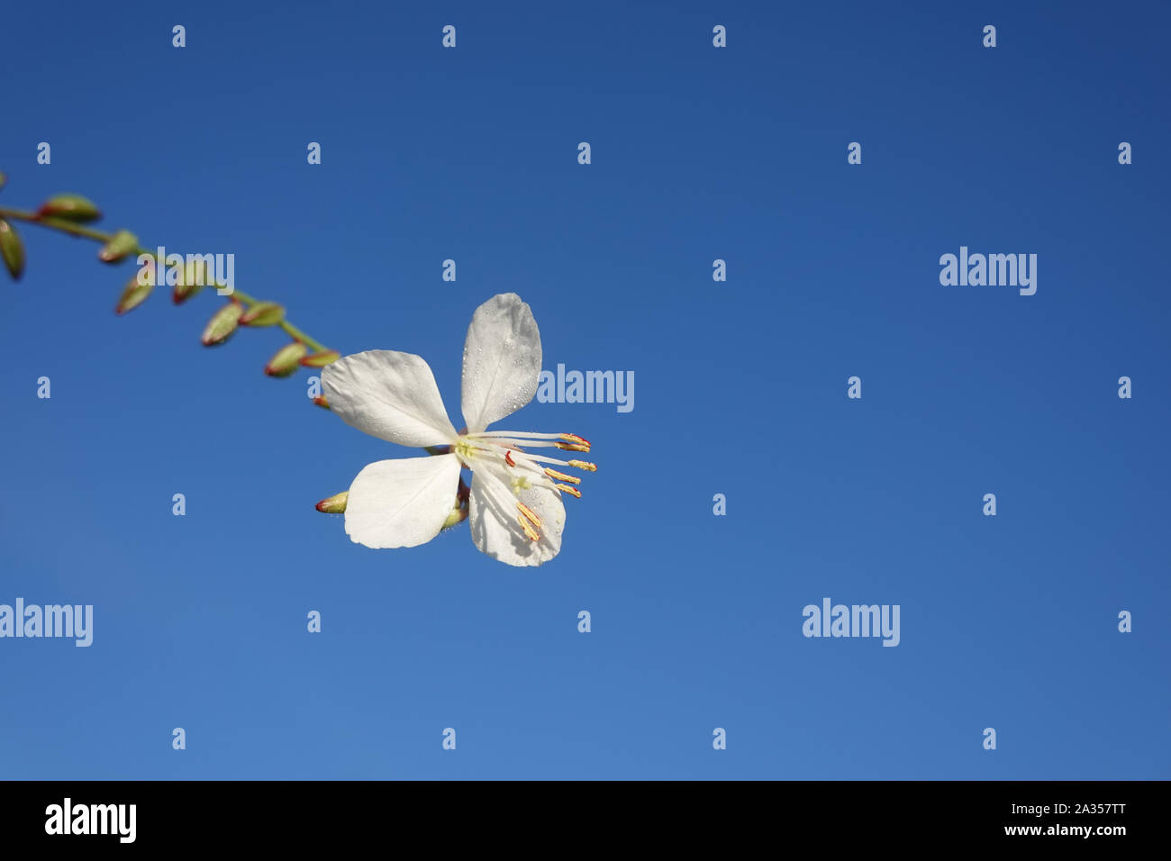 Piccoli fiori bianchi di gaura lindheimeri o vorticoso farfalle con rugiada di mattina di sole verso il cielo blu macro oenothera lindheimeri, Lindheimer's Foto Stock