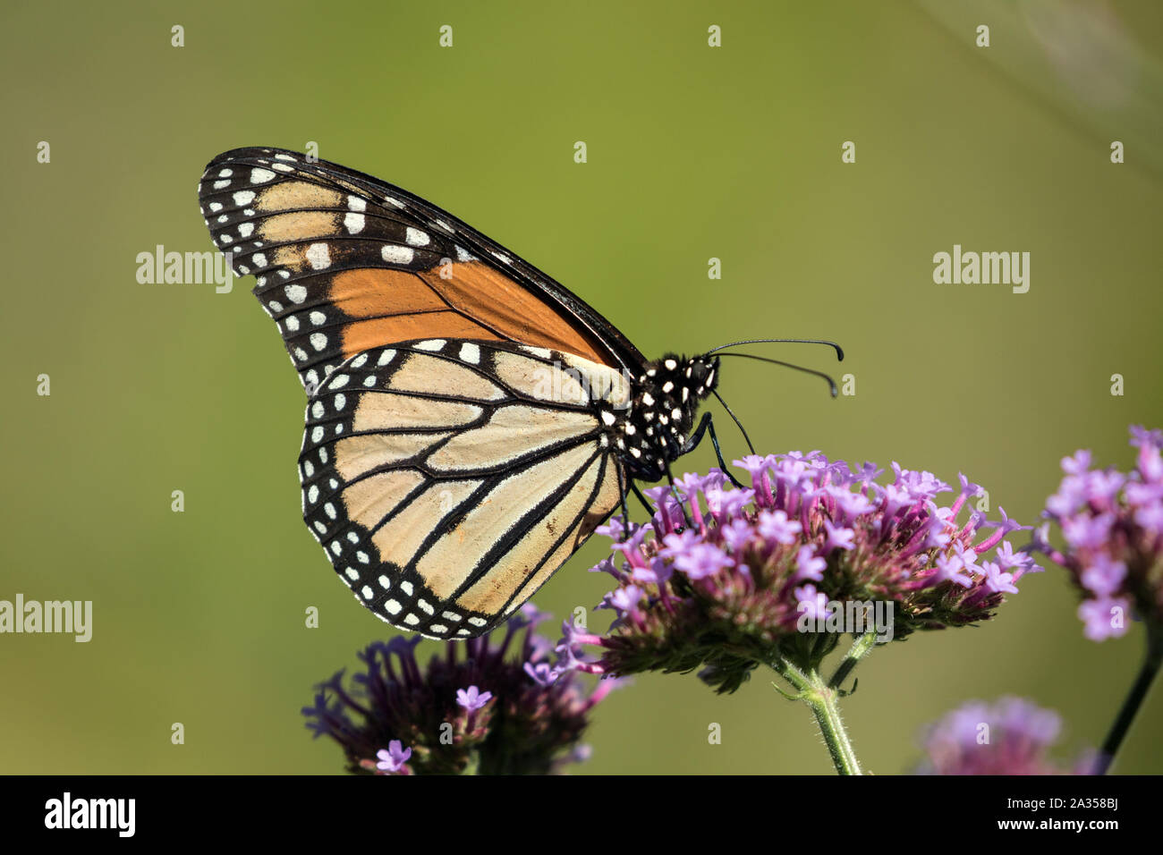 Primo piano della farfalla monarca ( Danaus plexippus) tenendo il nettare da viola brasiliano di fiori di Verbena, Quebec, Canada Foto Stock