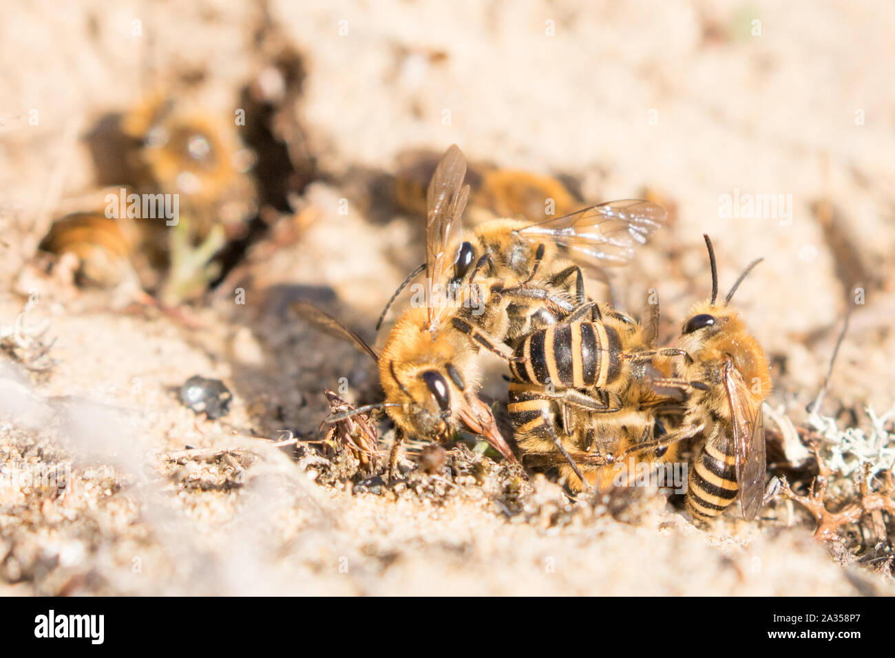 Ivy bee (Colletes hederae) sfera di accoppiamento sulla sabbia brughiera. Hampshire, Regno Unito. Foto Stock