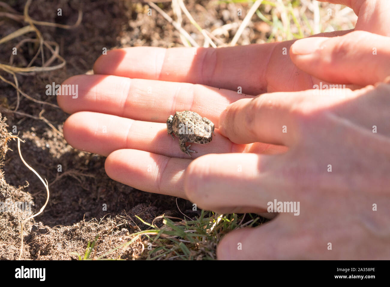 Natterjack toad (Epidalea calamita) gestite sotto licenza. Hampshire, Regno Unito. Foto Stock