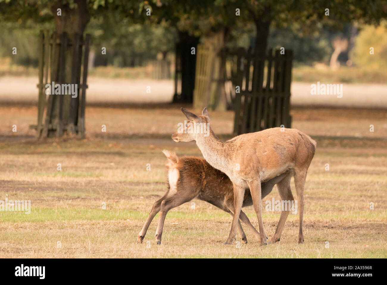 Red Deer hind con capretta in Bushy Park. Londra, Regno Unito. Foto Stock