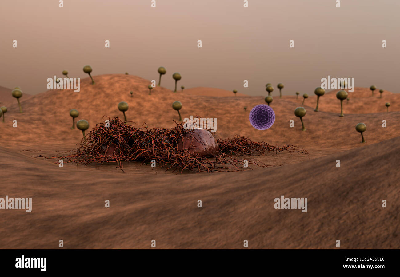 Funghi sulla superficie del cuoio, del fungo rilascia spore, paesaggio di microcosmo, spora caduti sulla superficie di pelle Foto Stock