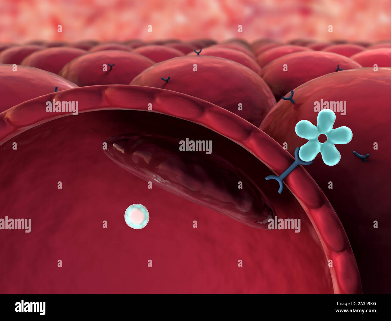 Meccanismo di azione di insulina e glucosio, l'insulina umana, la struttura della molecola Foto Stock