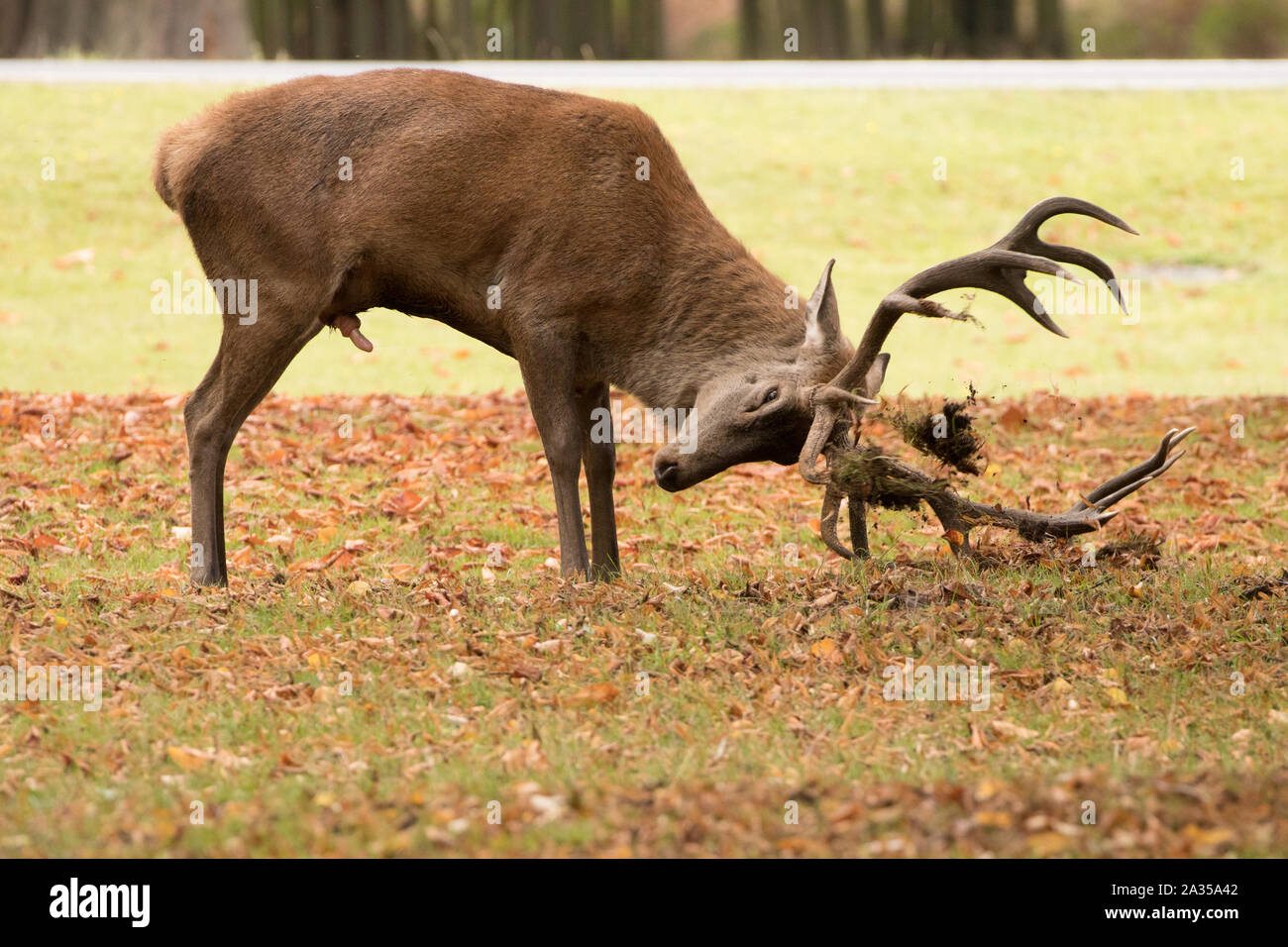 Red Deer stag durante la routine in Bushy Park. Londra, Regno Unito. Foto Stock