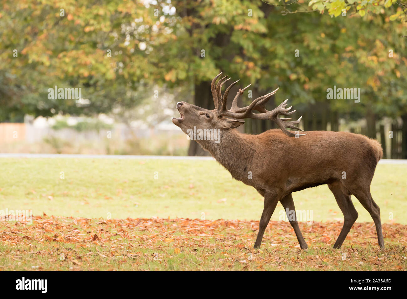 Red Deer stag durante la routine in Bushy Park. Londra, Regno Unito. Foto Stock