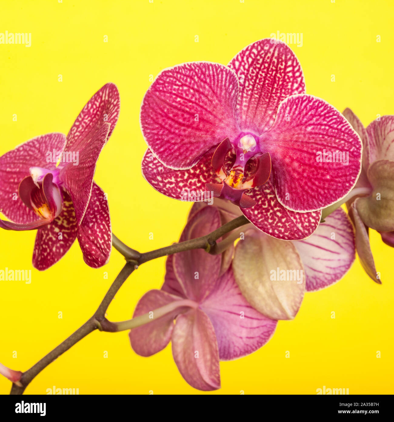 La tignola fiori di orchidea su un brillante sfondo giallo. Foto Stock
