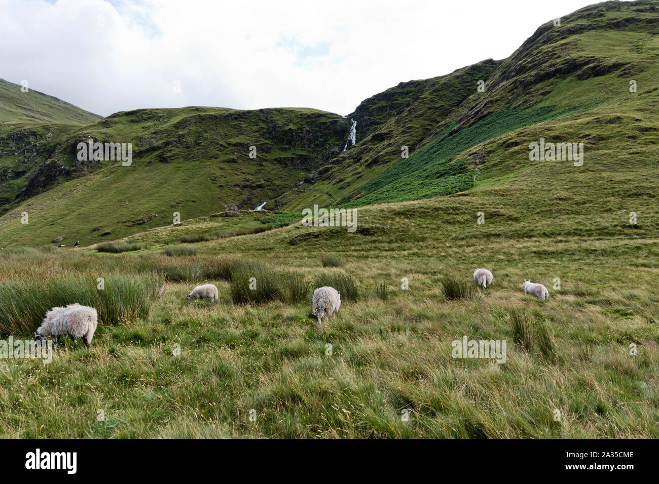 Pecore nel distretto del lago, Cumbria NEL REGNO UNITO Foto Stock