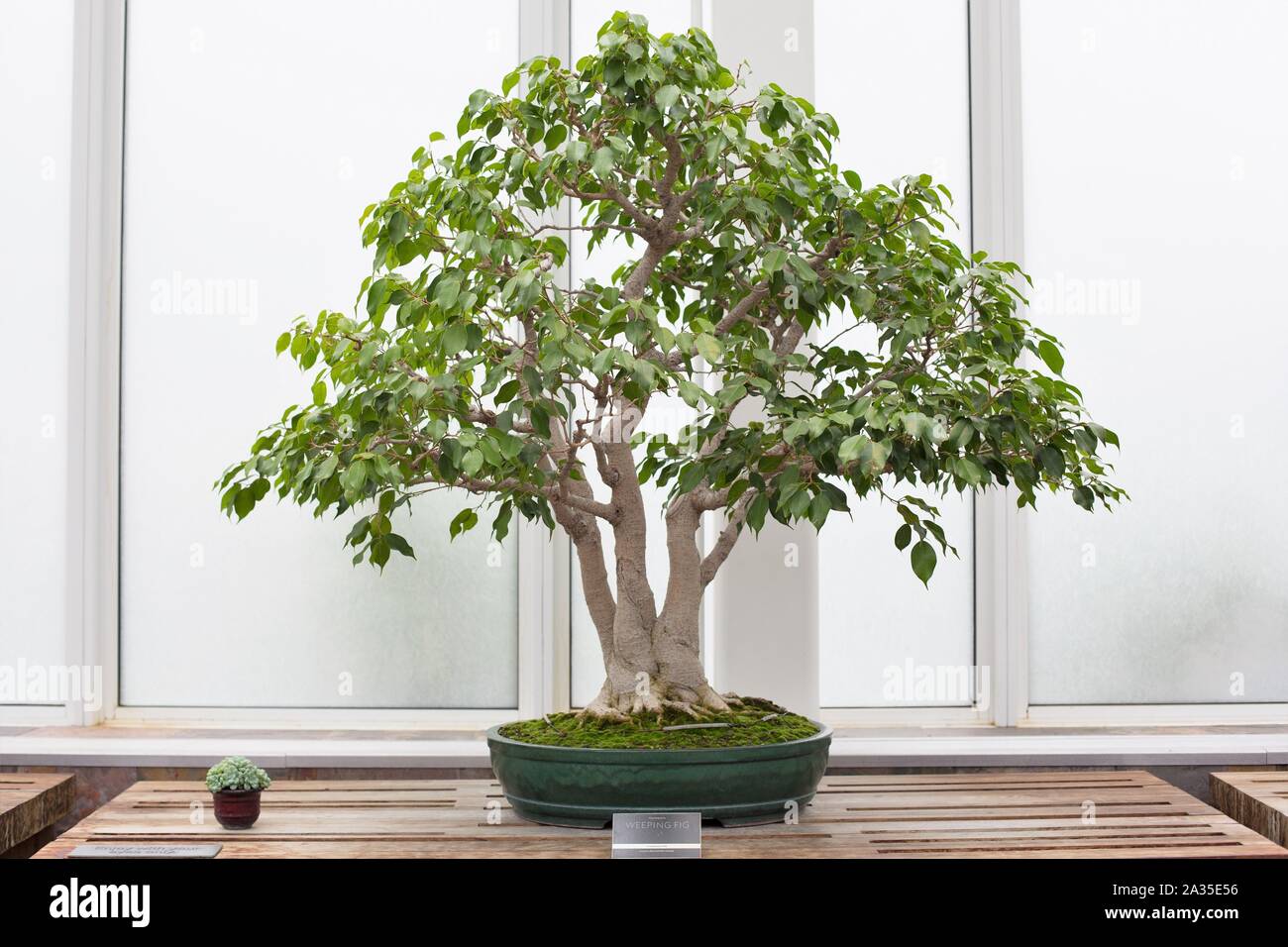 Ficus Benjamina " Ficus' bonsai a Como Conservatorio di San Paolo, Minnesota, Stati Uniti d'America. Foto Stock
