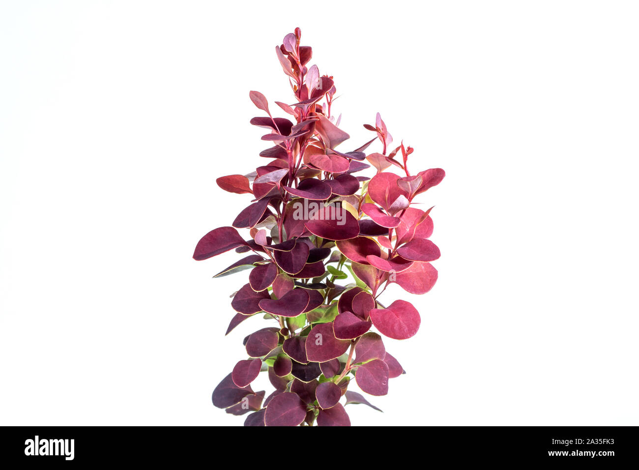 Berberis THUNBERGII razzo arancione su sfondo bianco Foto Stock