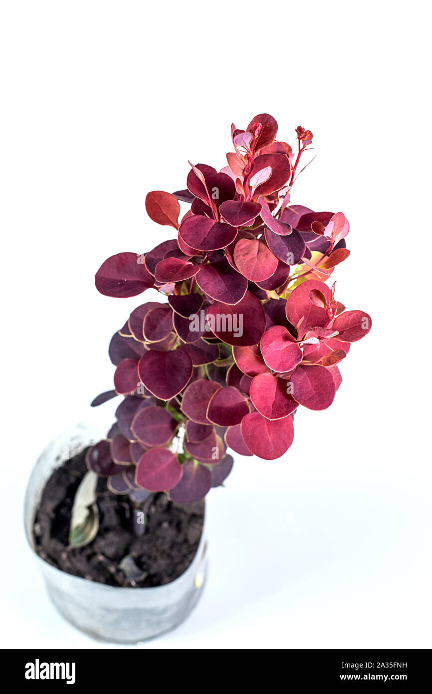 Berberis THUNBERGII razzo arancione su sfondo bianco Foto Stock