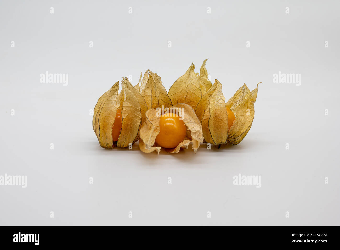(Physalis physalis, Golden, uva spina) isolato su sfondo bianco Foto Stock