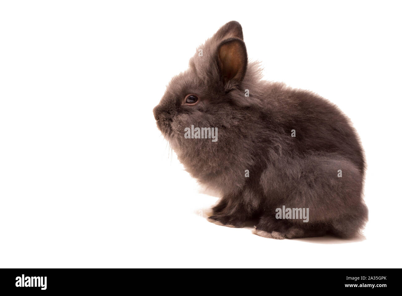 Nero piccolo coniglio isolato su bianco Foto Stock