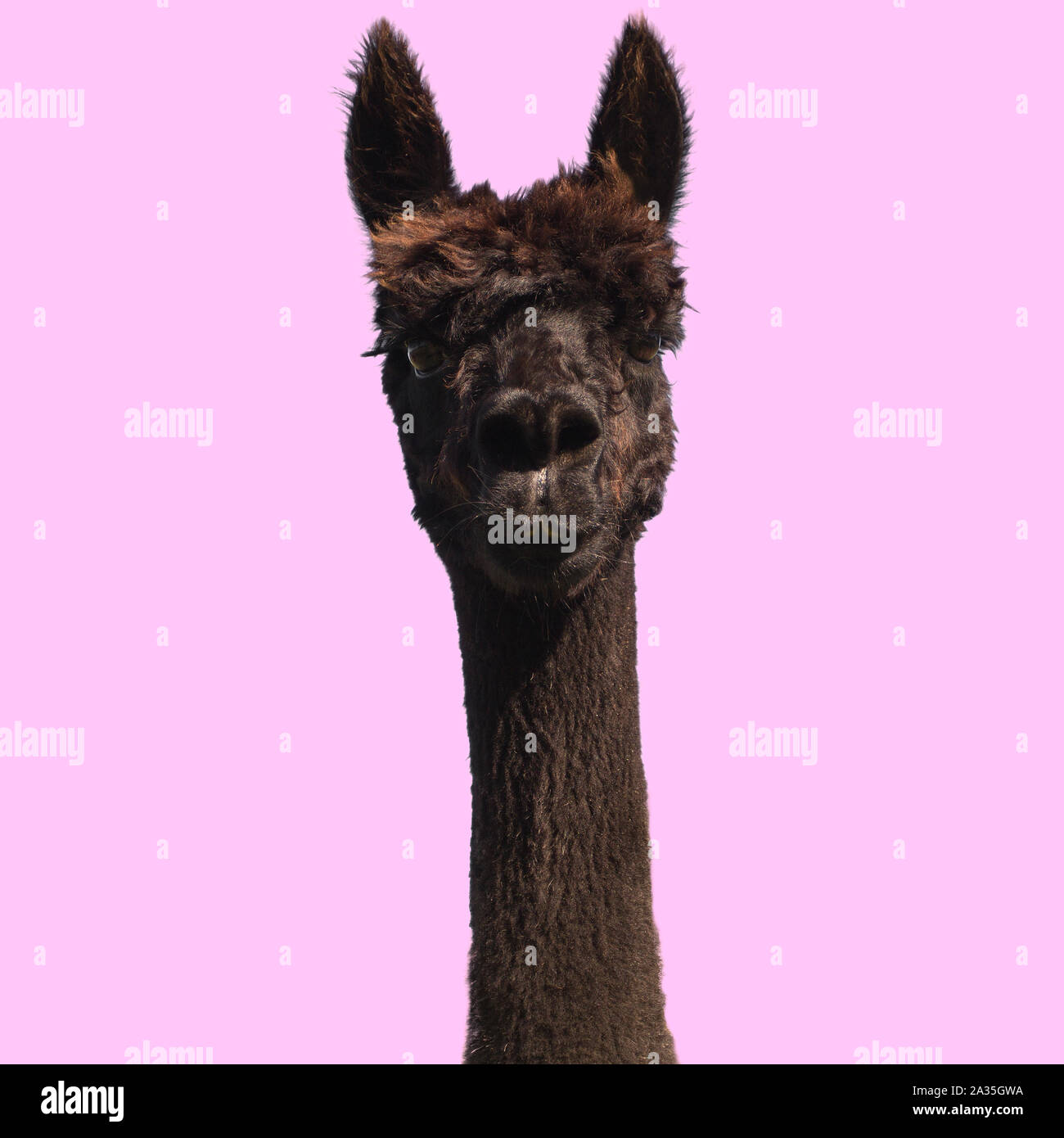 Alpaca nero su sfondo rosa Foto Stock