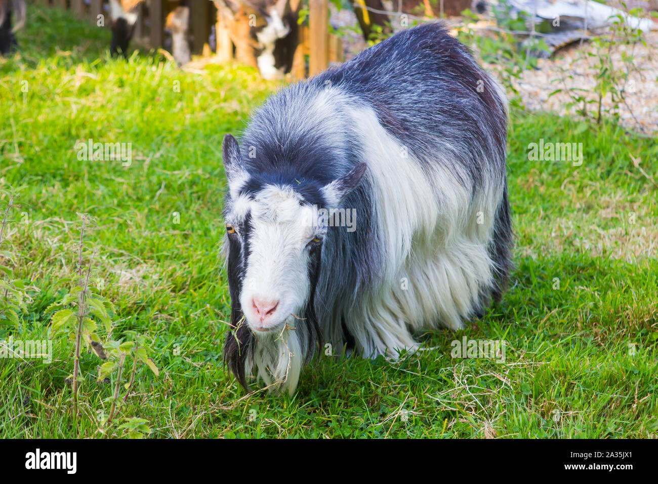 19 Settembre 2019 Una delle capre pigmee mantenuta in un oggetto contenitore integrato al Brambridge Garden Center in Eastleih Hampshire Inghilterra Foto Stock