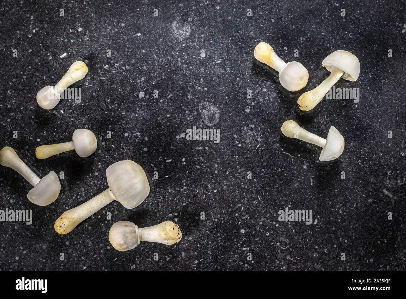 Due gruppi di bianco di funghi commestibili su texture scuro dello sfondo. Concetto di autunno. Foto Stock