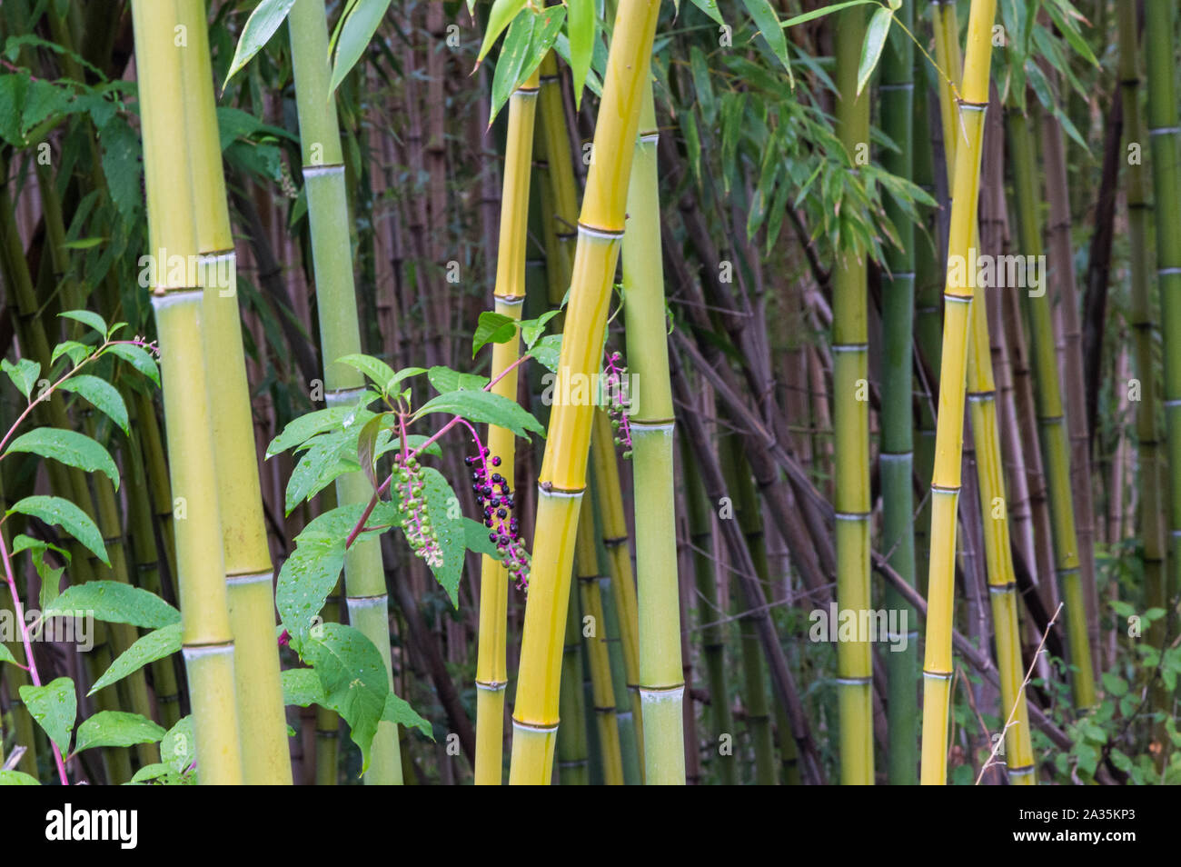 Stelo di bambù verde in giardino Foto Stock