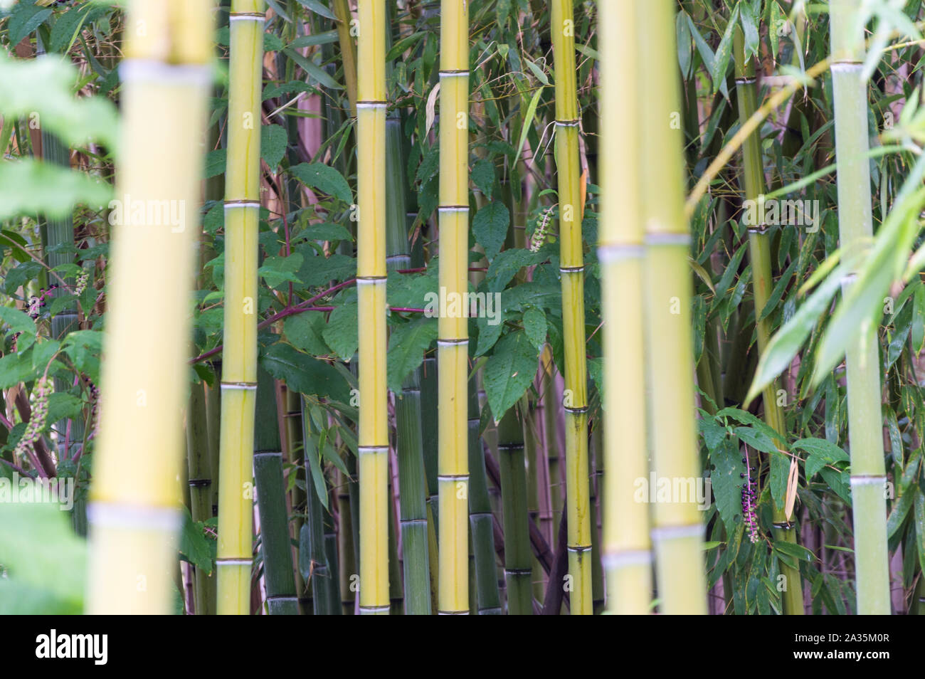 Stelo di bambù verde in giardino Foto Stock