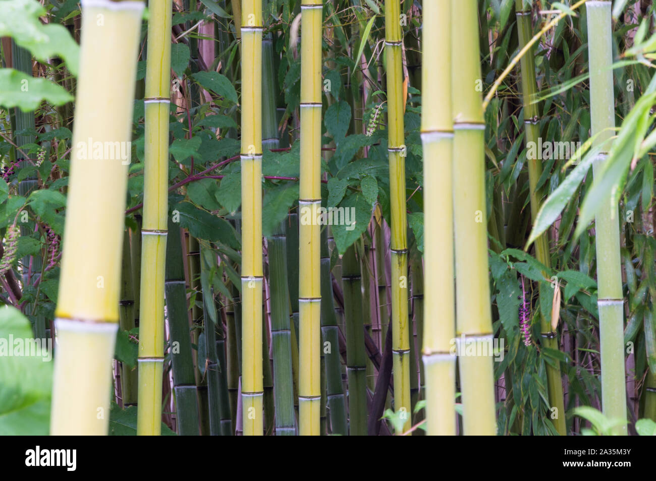 Stelo di bambù verde in giardino Foto Stock