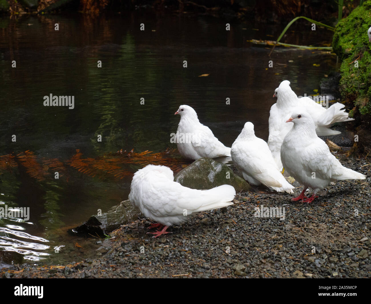 Più colombe bianche in corrispondenza del bordo di un torrente Foto Stock