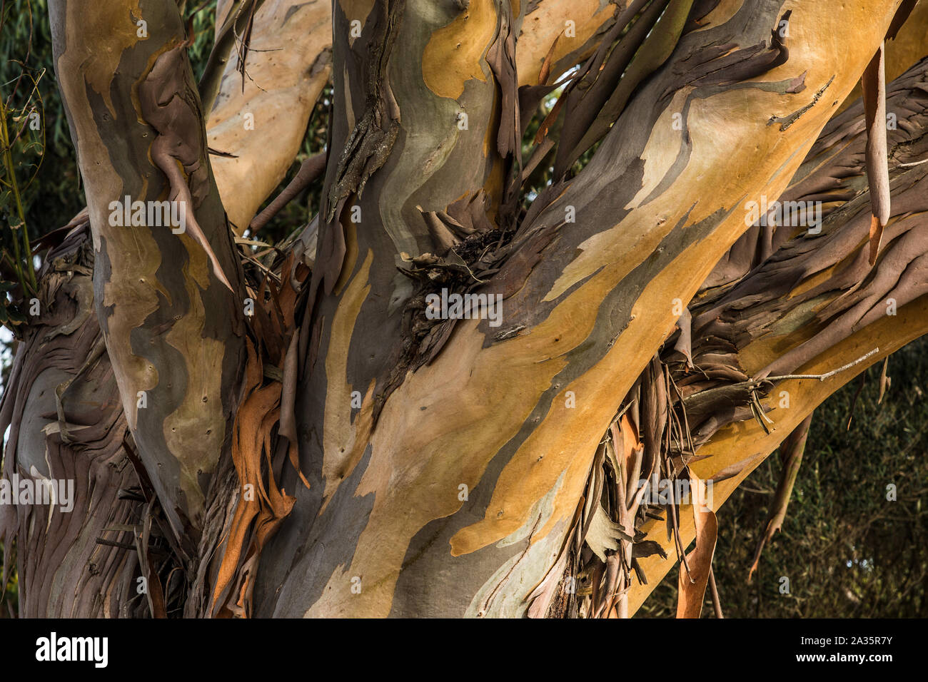 La pelatura di un albero di eucalipto Foto Stock