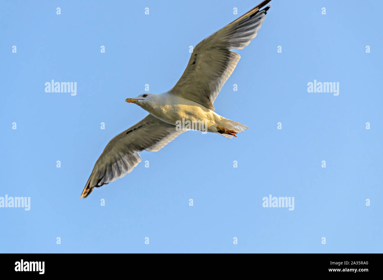 Seagull volare nel cielo, ali aperte, becco vicino.. Foto Stock