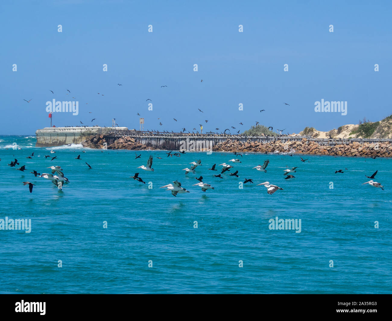 Pelican e cormorano che si flettano sulle acque in Lakes Entrance, Victoria, Australia Foto Stock