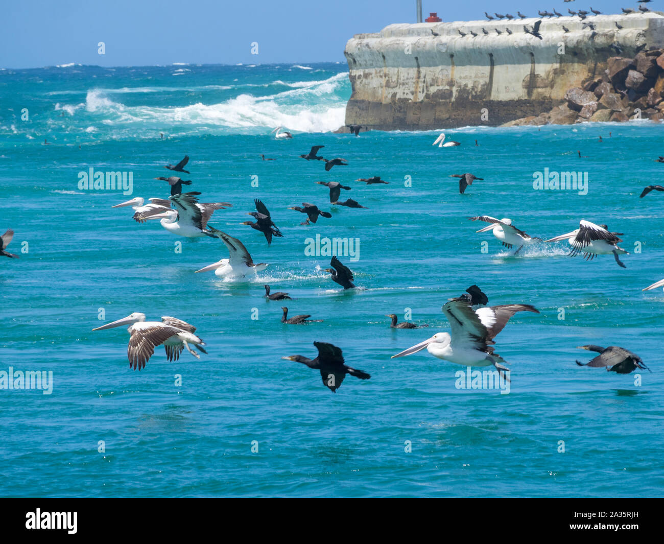 Pelican e cormorano che si flettano sulle acque in Lakes Entrance, Victoria, Australia Foto Stock