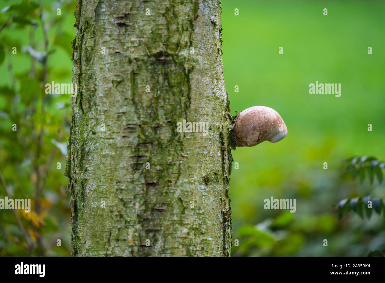 Un singolo fungo cresce su una betulla sulla corteccia Foto Stock