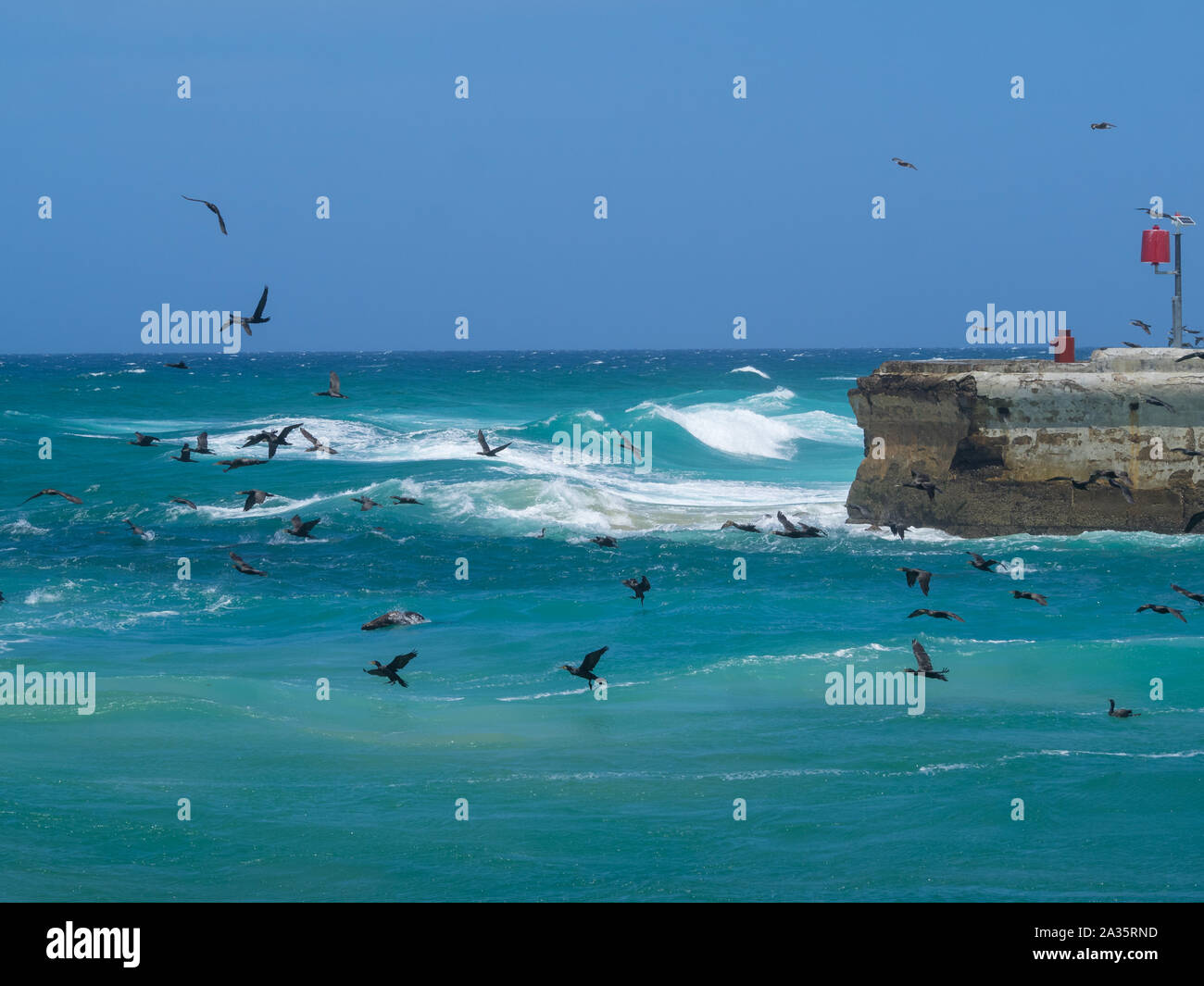 Uccelli che volano nella foce del fiume in Lakes Entrance, Victoria, Australia Foto Stock