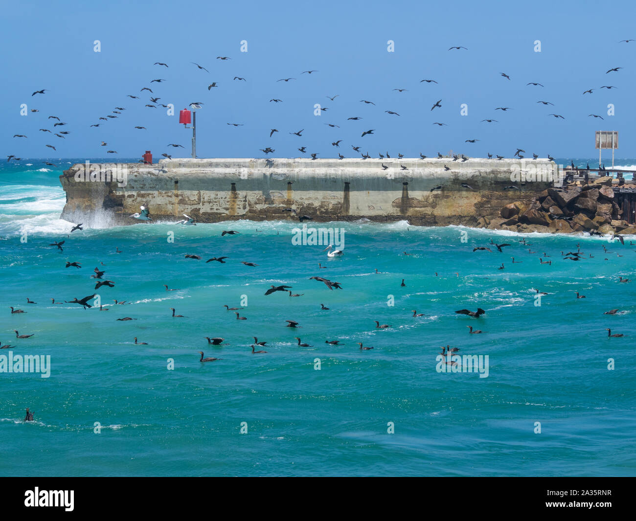 Uccelli che volano nella foce del fiume in Lakes Entrance, Victoria, Australia Foto Stock