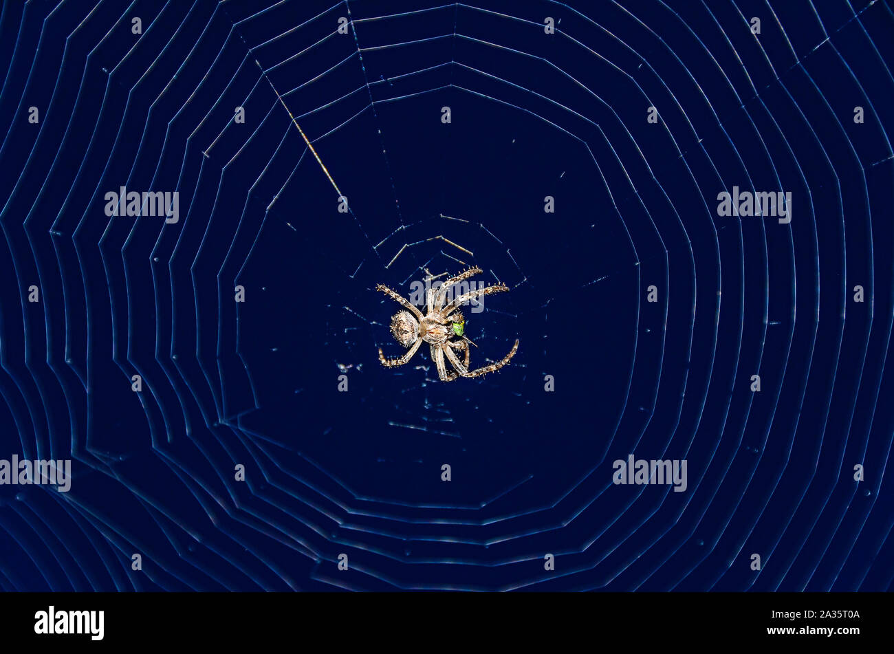 Piccola spider di mangiare un bug di verde, bianco spiderweb net, chiudere gli occhi. Foto Stock