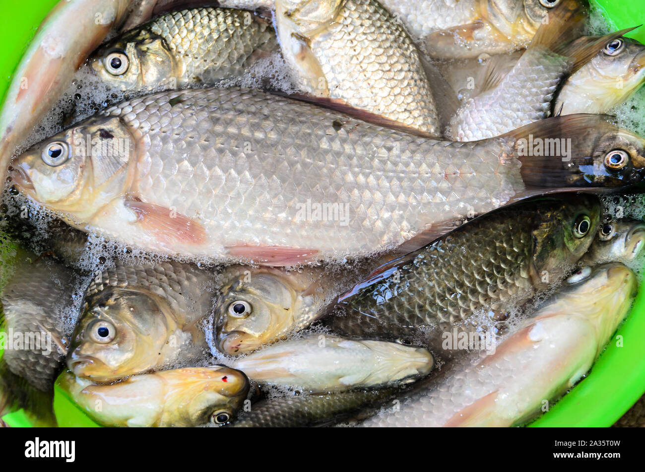 Mazzetto di argento Carassius pesci, pronti da cucinare in close up. Foto Stock