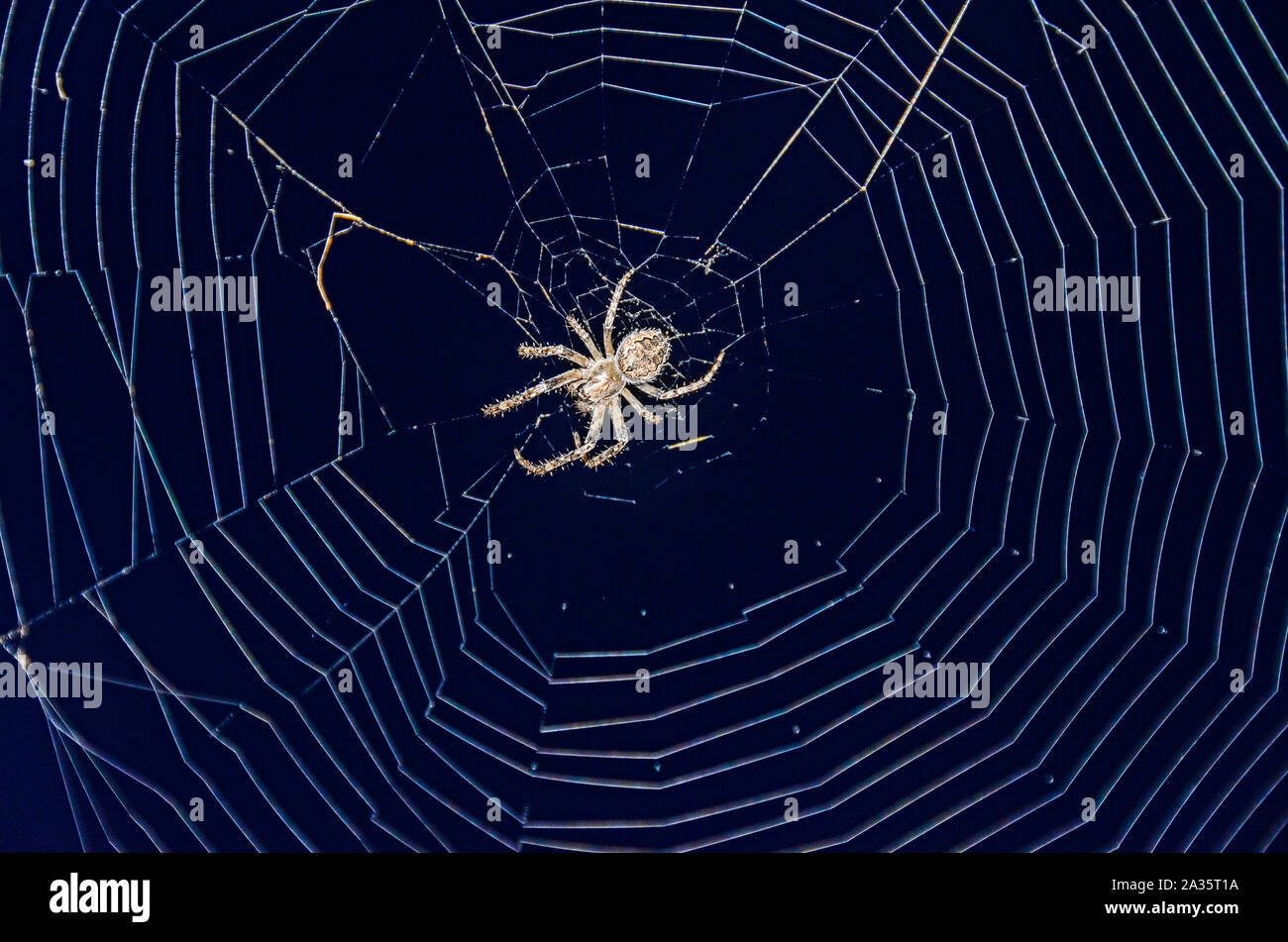 Piccola spider close up con bianco rotondo spiderweb net. Foto Stock