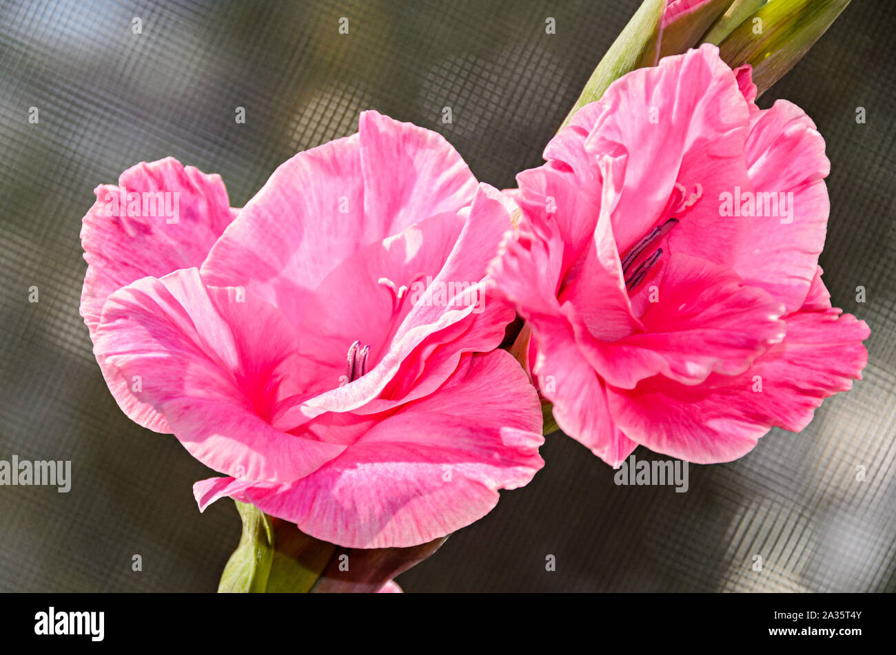 Rosa Gladiolus imbricatus fiore, vicino. Foto Stock