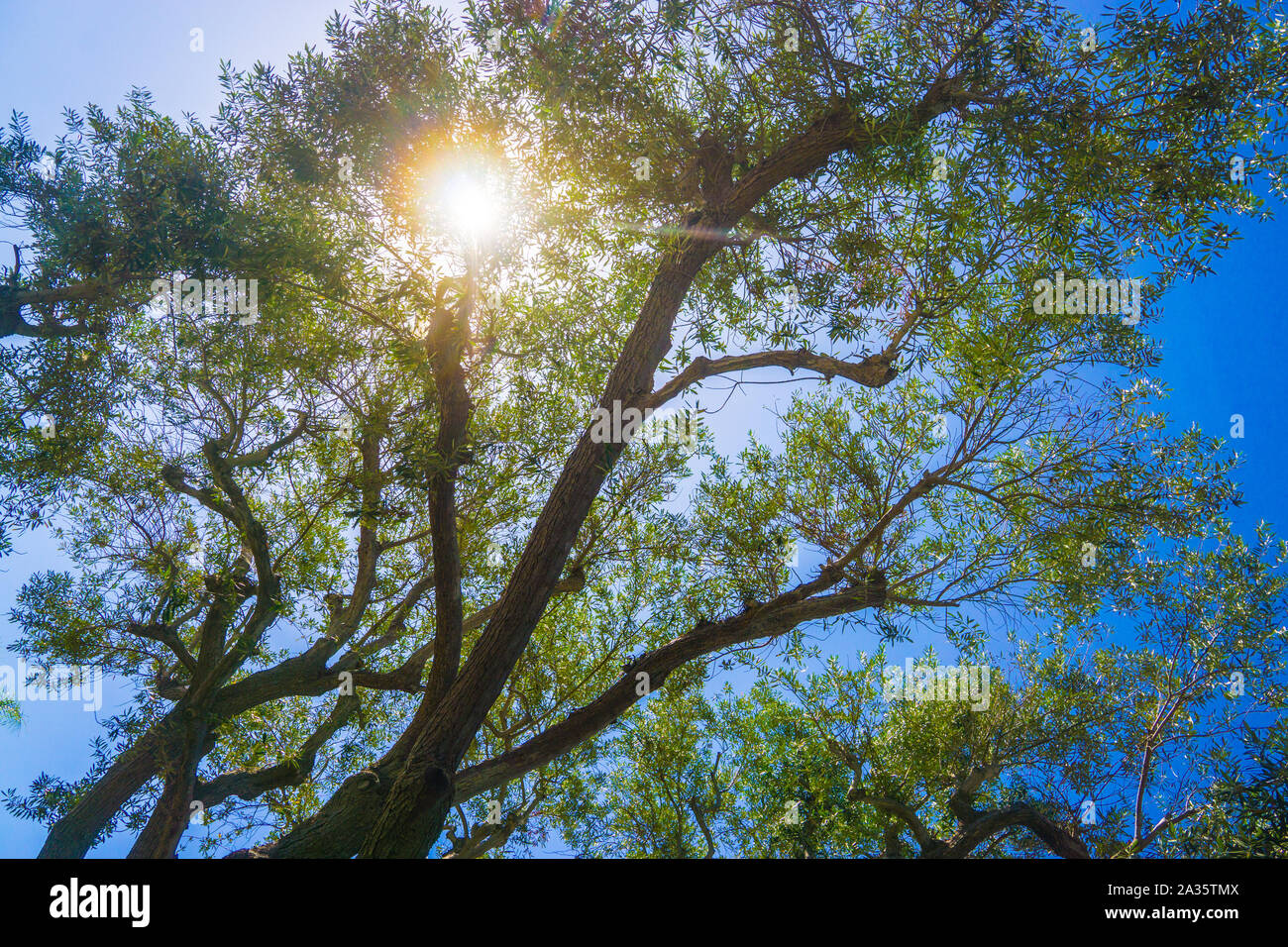 Caldo giallo sole risplende attraverso i rami di un albero di eucalipto. Foto Stock