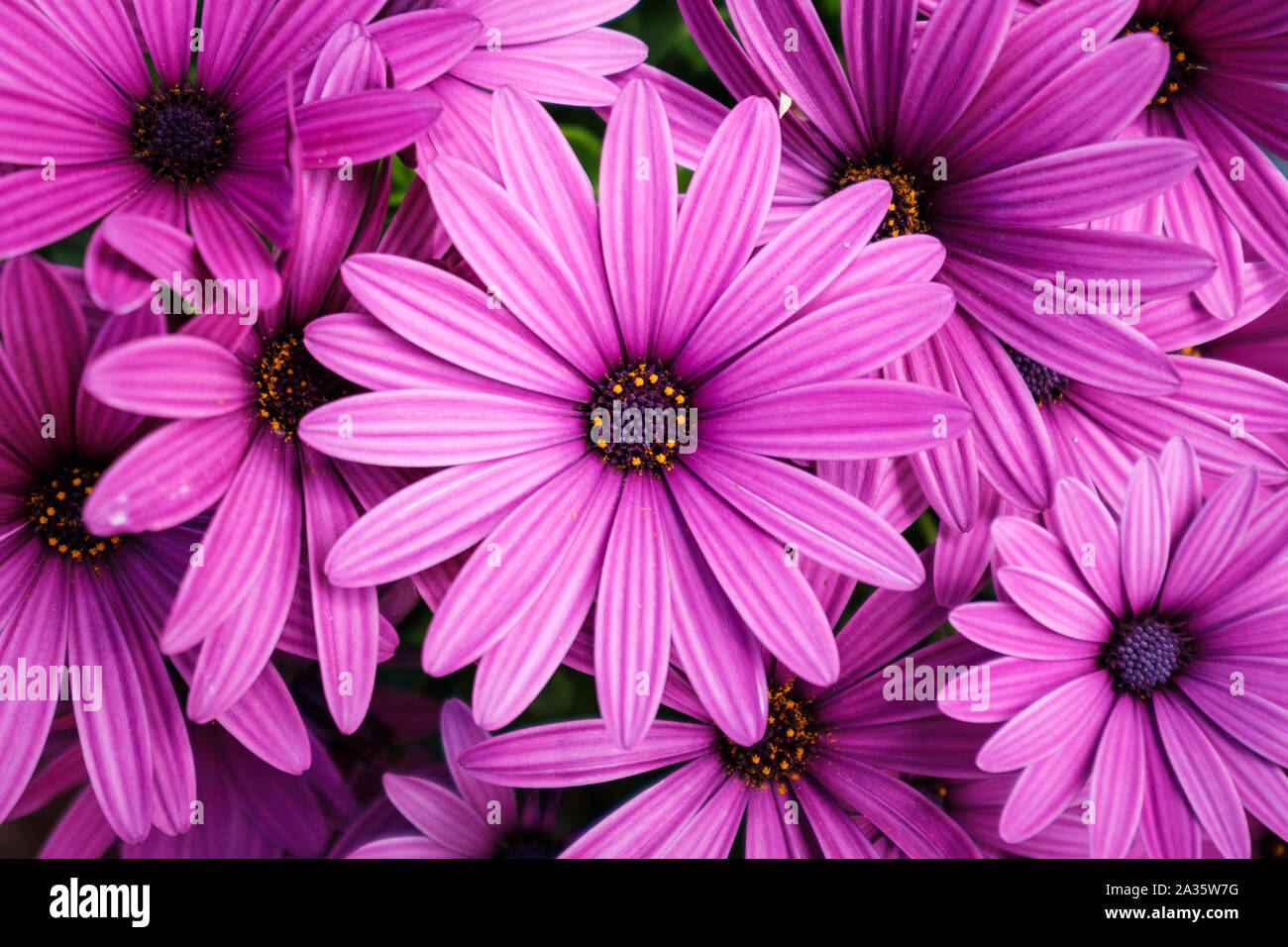 Viola fiori rosa - African margherite Osteospermum piante Foto Stock