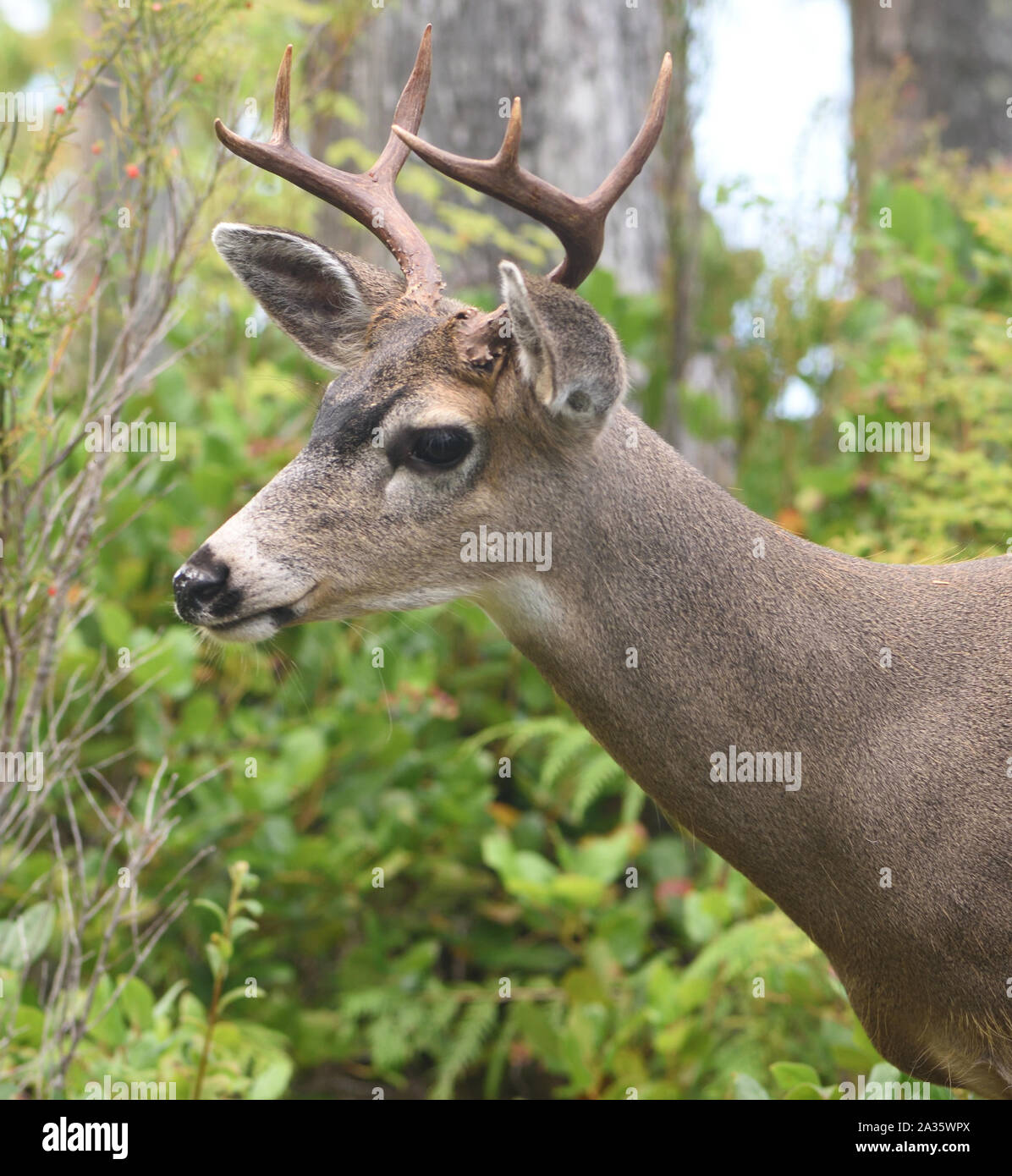 Un cervo maschio dalla coda bianca (Odocoileus virginianus) nel bosco sopra Telegraph Cove. Telegraph Cove, British Columbia, Canada. Foto Stock