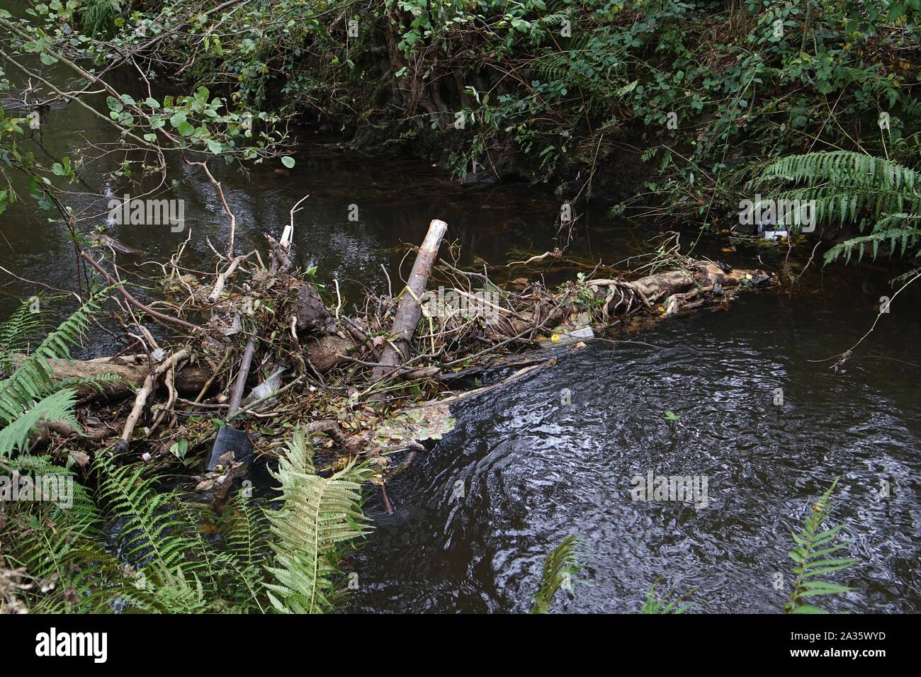 Log-inceppamento nel fiume di rami di legno e detriti dopo un lungo periodo di pioggia pesante con felci e coltivazione di erba sulle rive del fiume nello Yorkshire Inghilterra Foto Stock