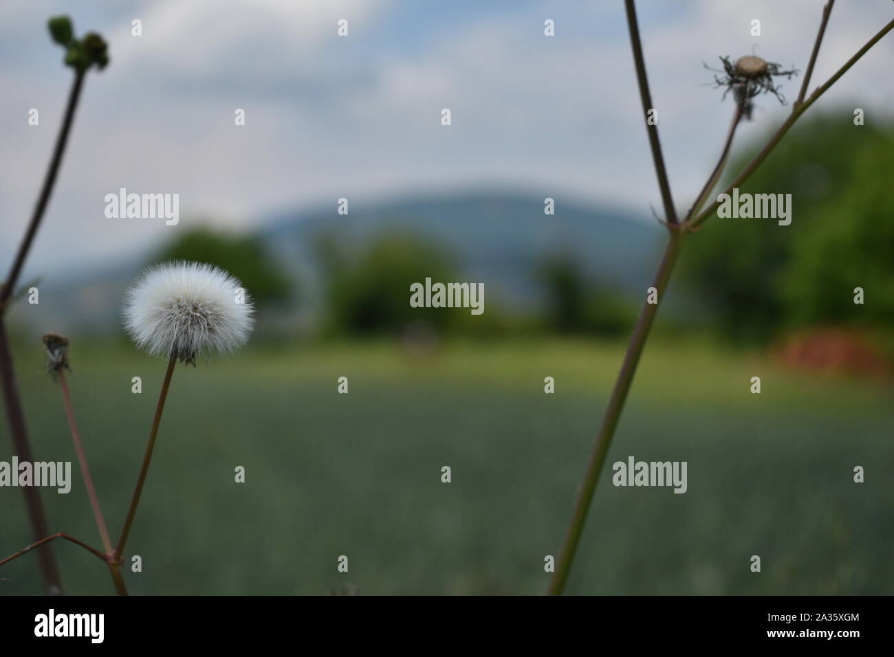 Tarassaco in erba Foto Stock