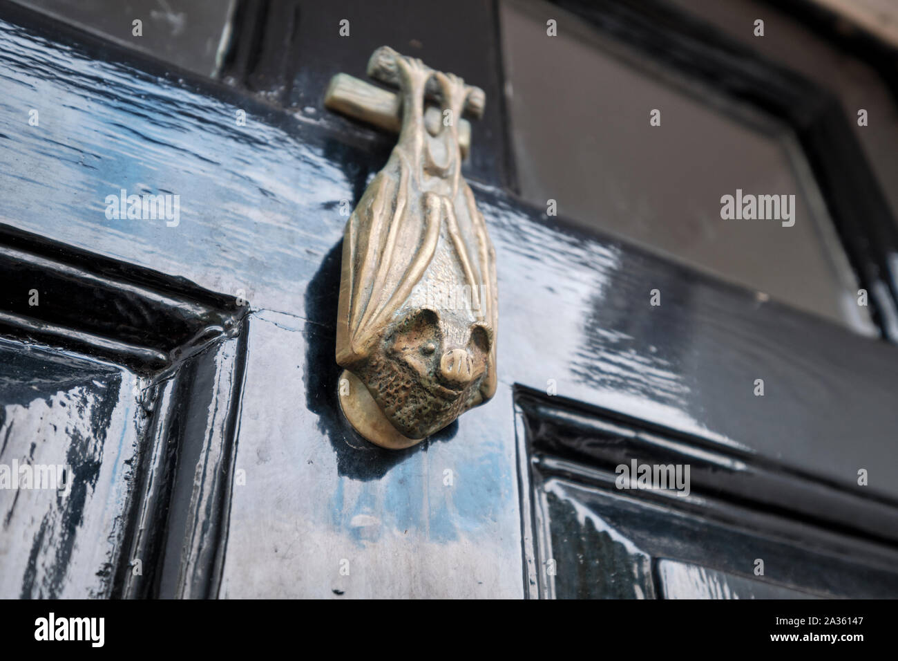 Porta di origine animale respingente in forma di un pipistrello appeso alla sua piedi, acquisisce in angolo cercando Foto Stock